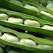 Broad beans by busylady