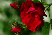 16th Jul 2013 - Red roses