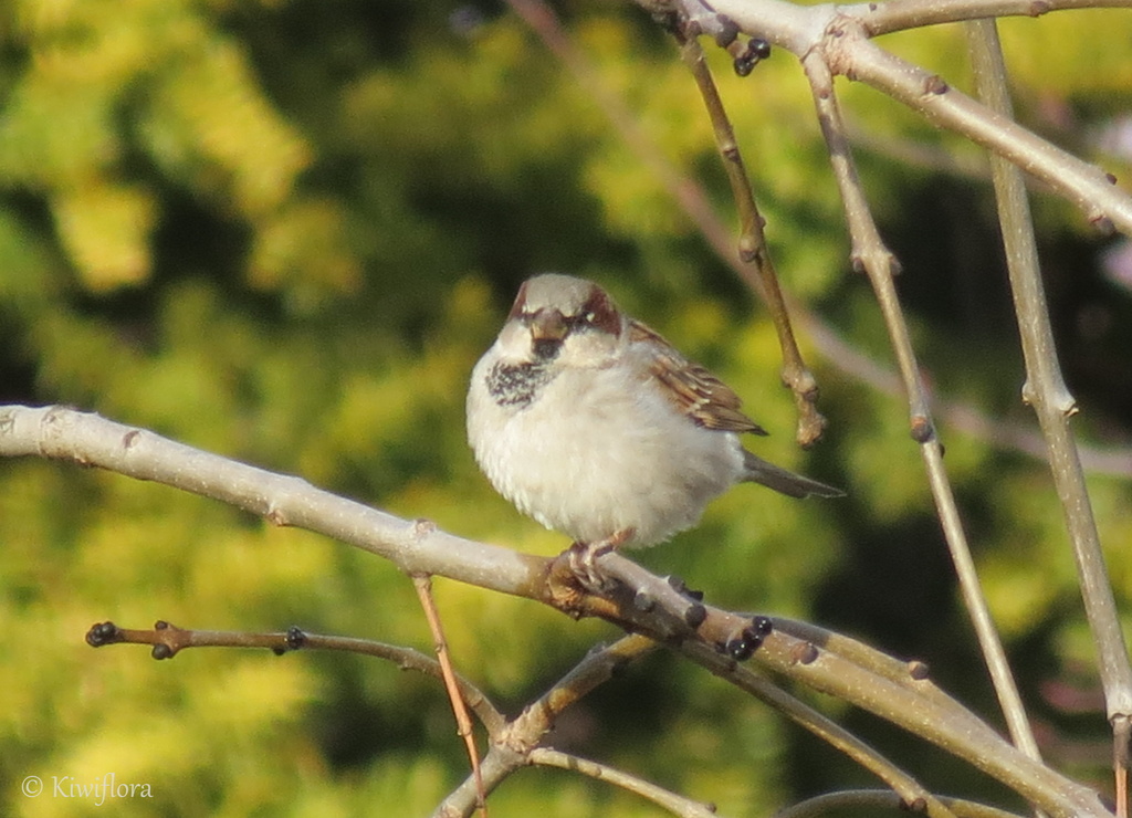 Sparrow by kiwiflora