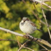 Sparrow by kiwiflora