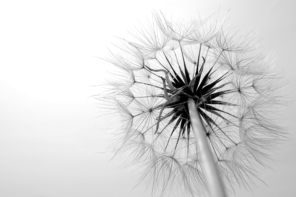 Dandelion by andycoleborn