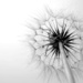Dandelion by andycoleborn