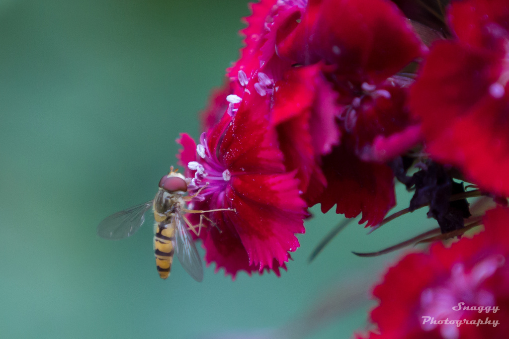 Day 197 - Hoverfly by snaggy