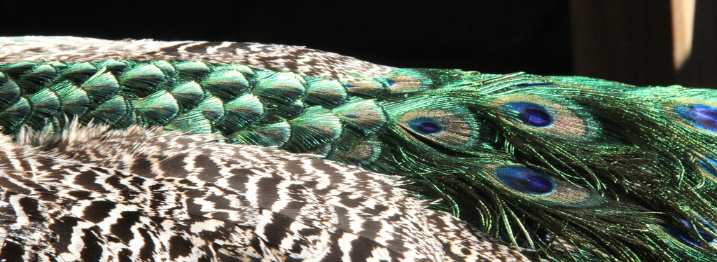 Peacock by rustymonkey