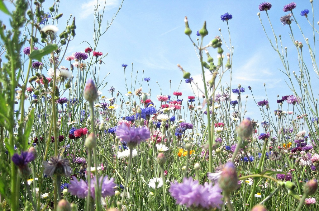 a summer field of cornflowers - and weeds......... by quietpurplehaze