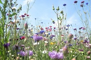 17th Jul 2013 - a summer field of cornflowers - and weeds.........