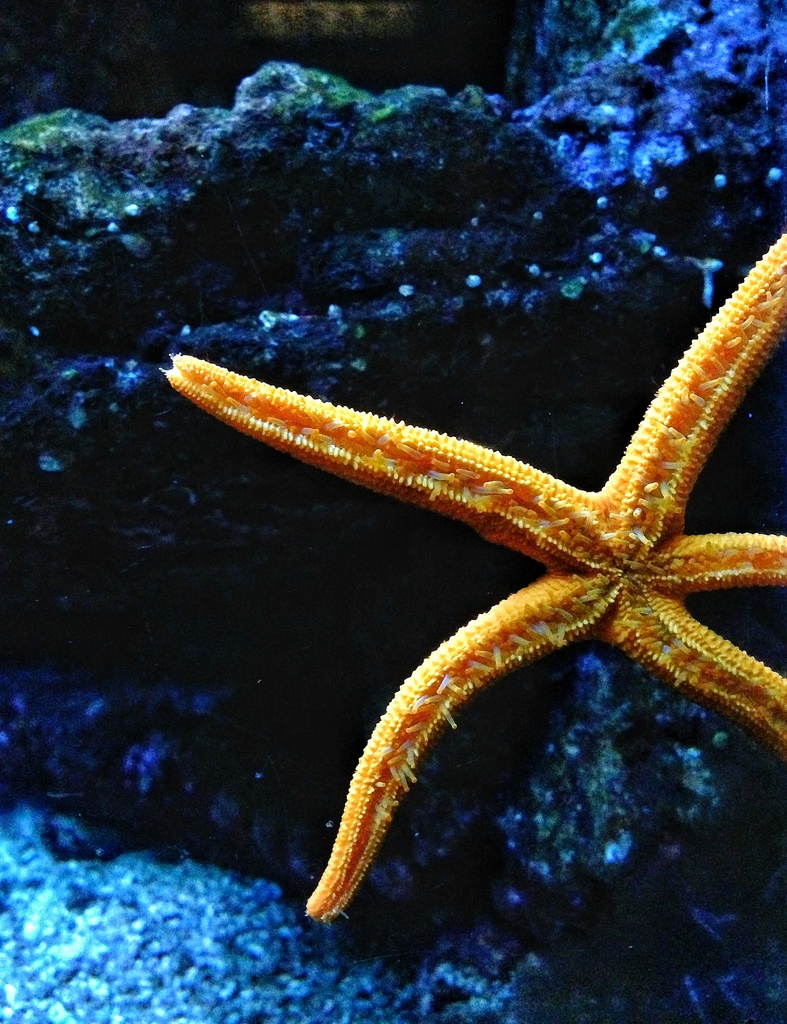 The orange star by cocobella
