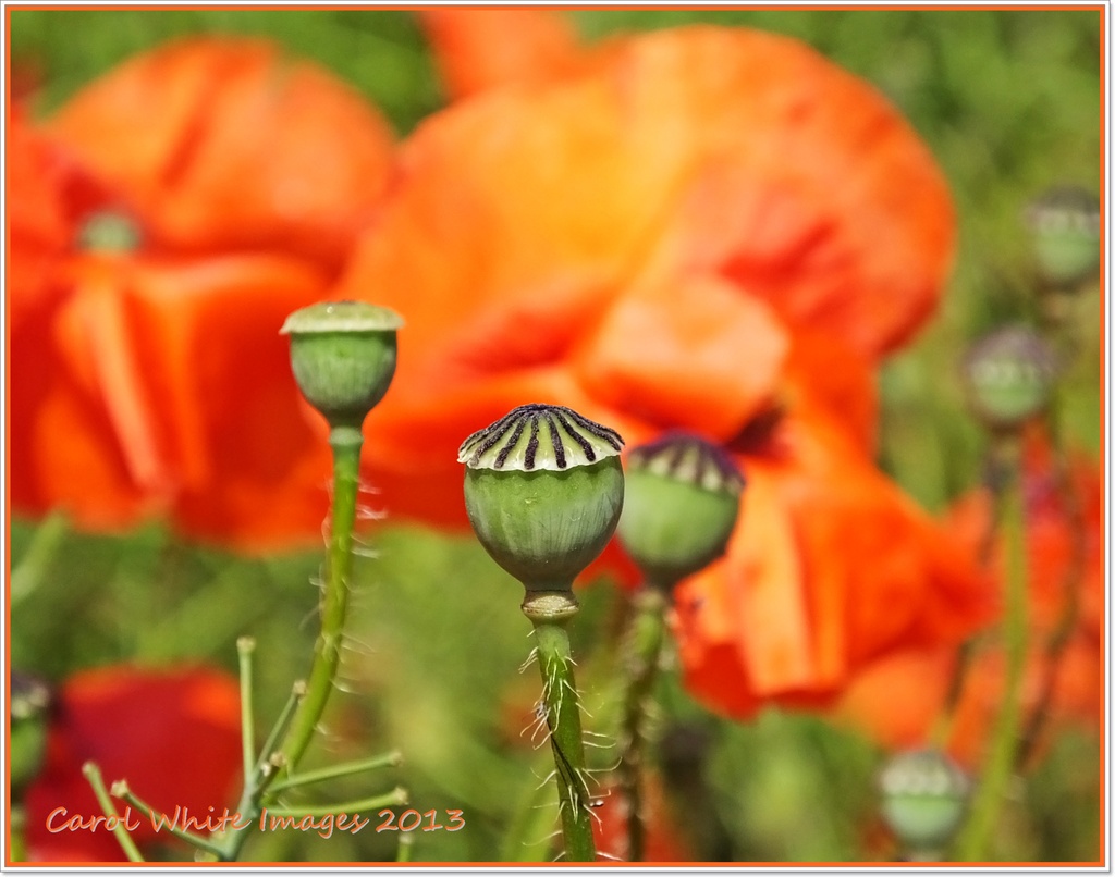 Poppy Seed Heads by carolmw