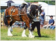 17th Jul 2013 - A Magnificent Shire Horse
