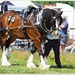 A Magnificent Shire Horse by carolmw