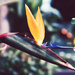 Bird of Paradise by nicolecampbell