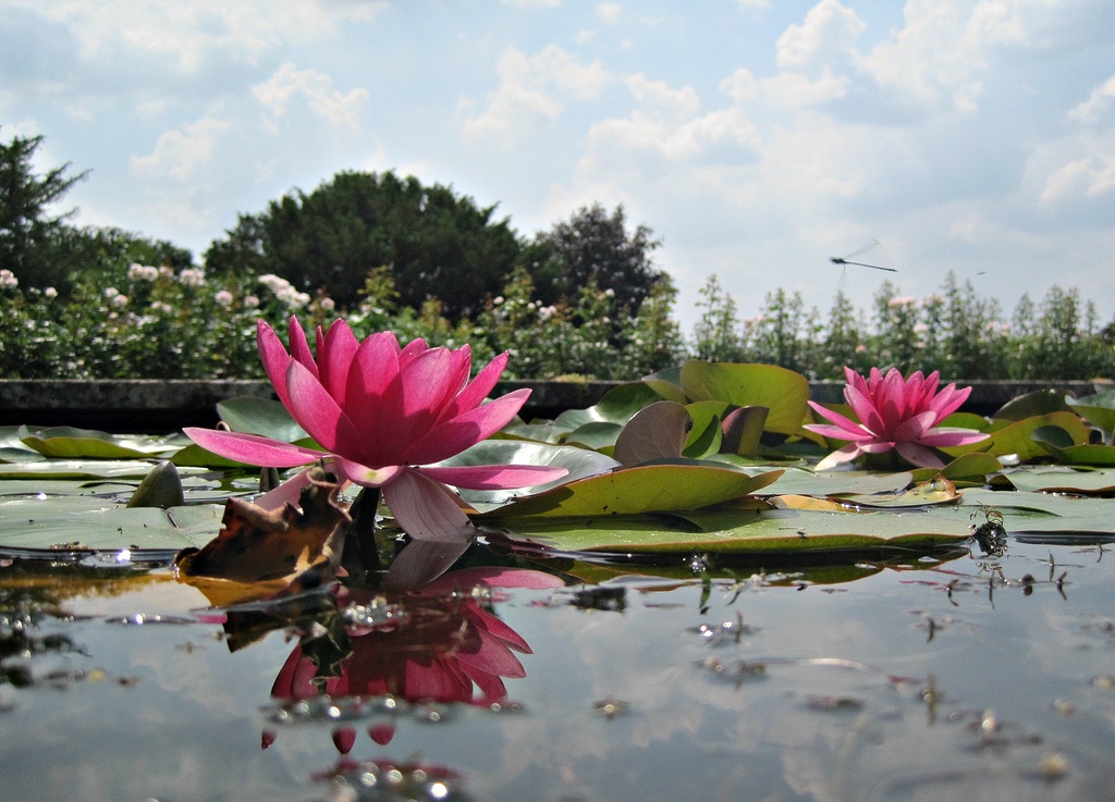 water lilies by quietpurplehaze