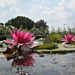 water lilies by quietpurplehaze