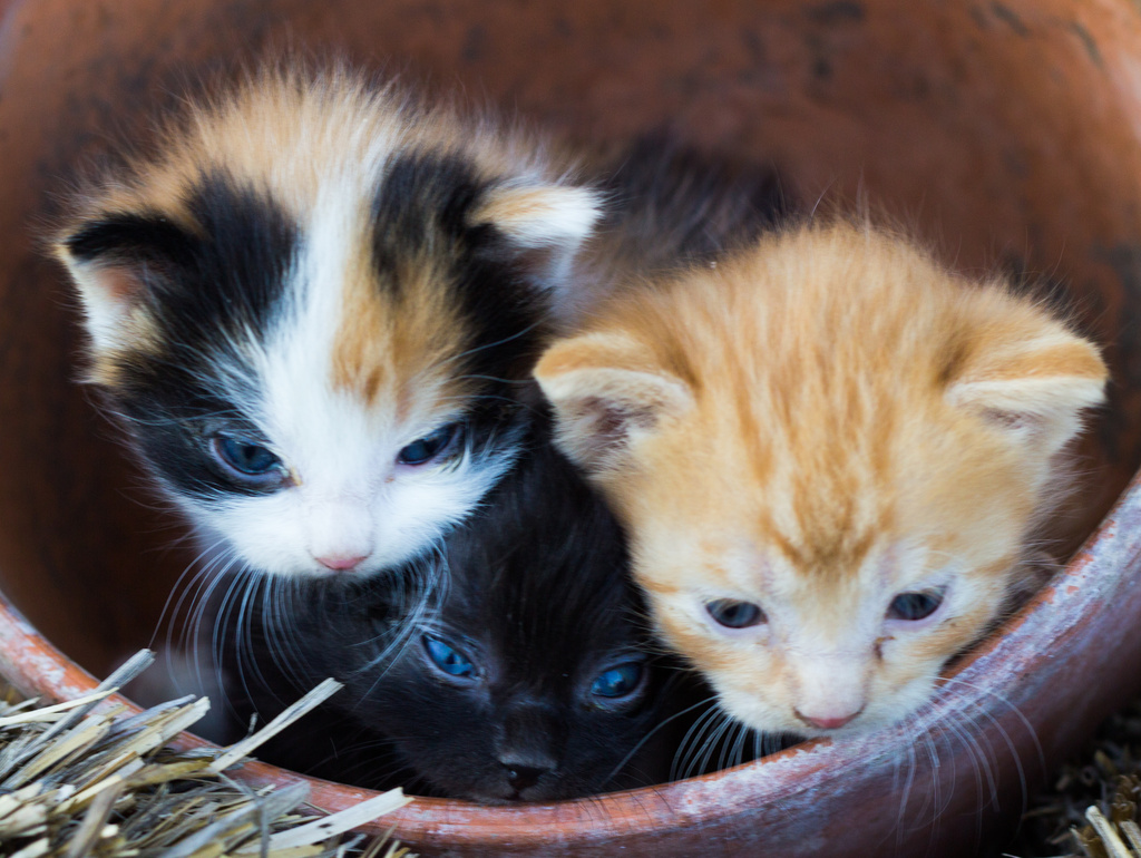 "Three Little Kittens... by aecasey