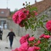 Roses at the horse-club by parisouailleurs