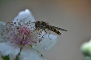 17th Jul 2013 - Bramble flower and hoverfly.........