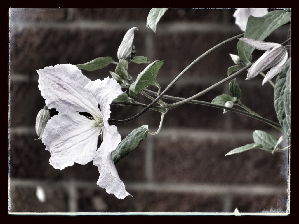 Clematis by craftymeg