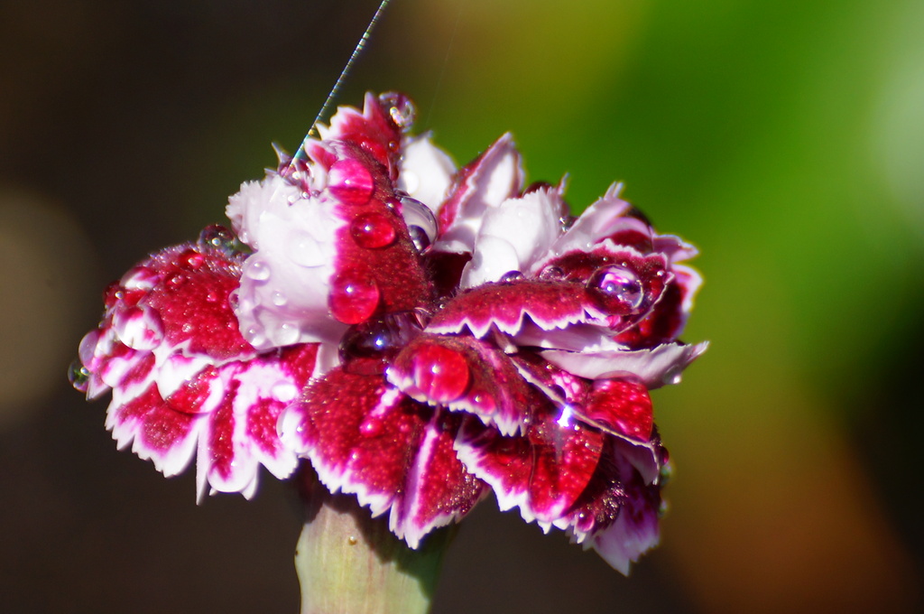 DIANTHUS DROPS  by markp