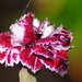 DIANTHUS DROPS  by markp