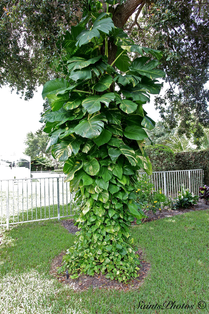 Jack and the Bean Stalk by stcyr1up