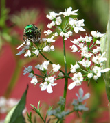 15th Jul 2013 - Green Bug