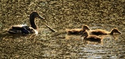 17th Jul 2013 - Momma, Watch That Stick