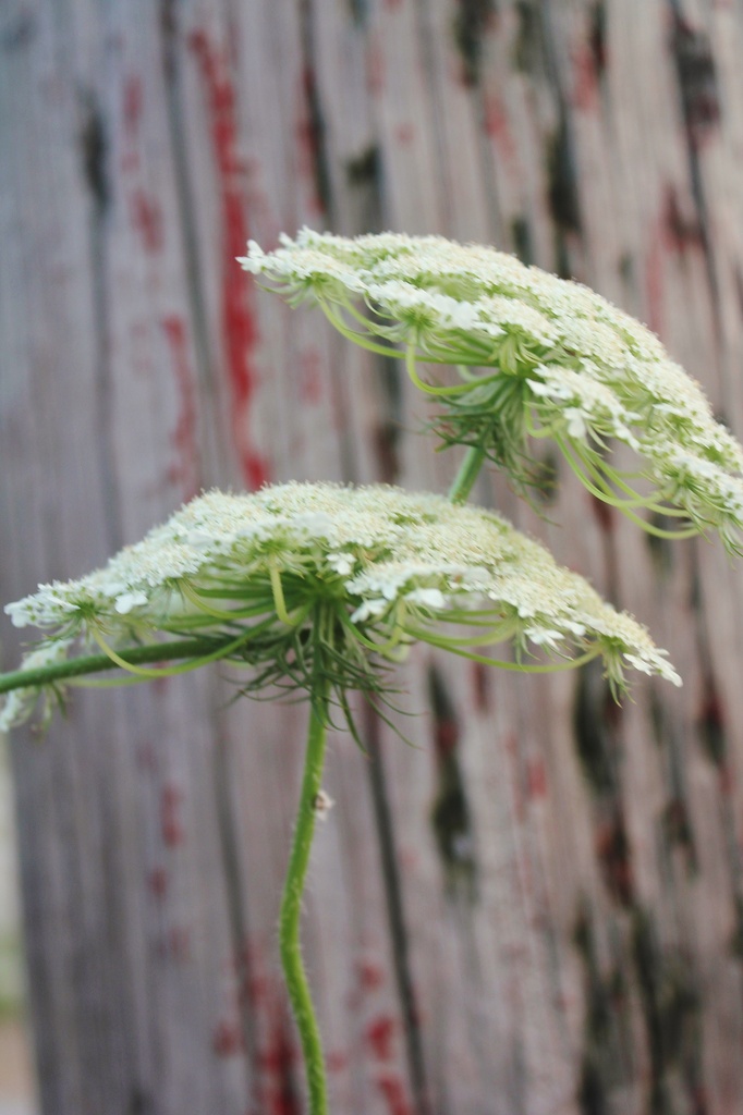 Lace by edorreandresen