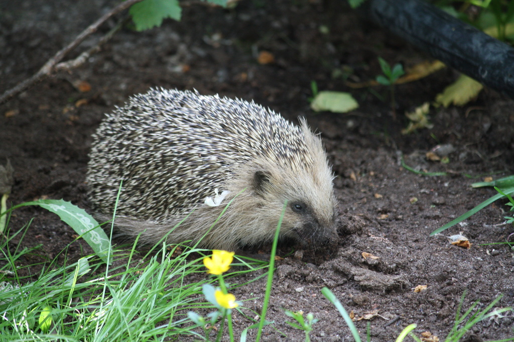European hedgehog (Erinaceus europaeus) - Siili, Igelkott  IMG_6305 by annelis