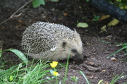 7th Jun 2013 - European hedgehog (Erinaceus europaeus) - Siili, Igelkott  IMG_6305