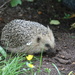 European hedgehog (Erinaceus europaeus) - Siili, Igelkott  IMG_6305 by annelis
