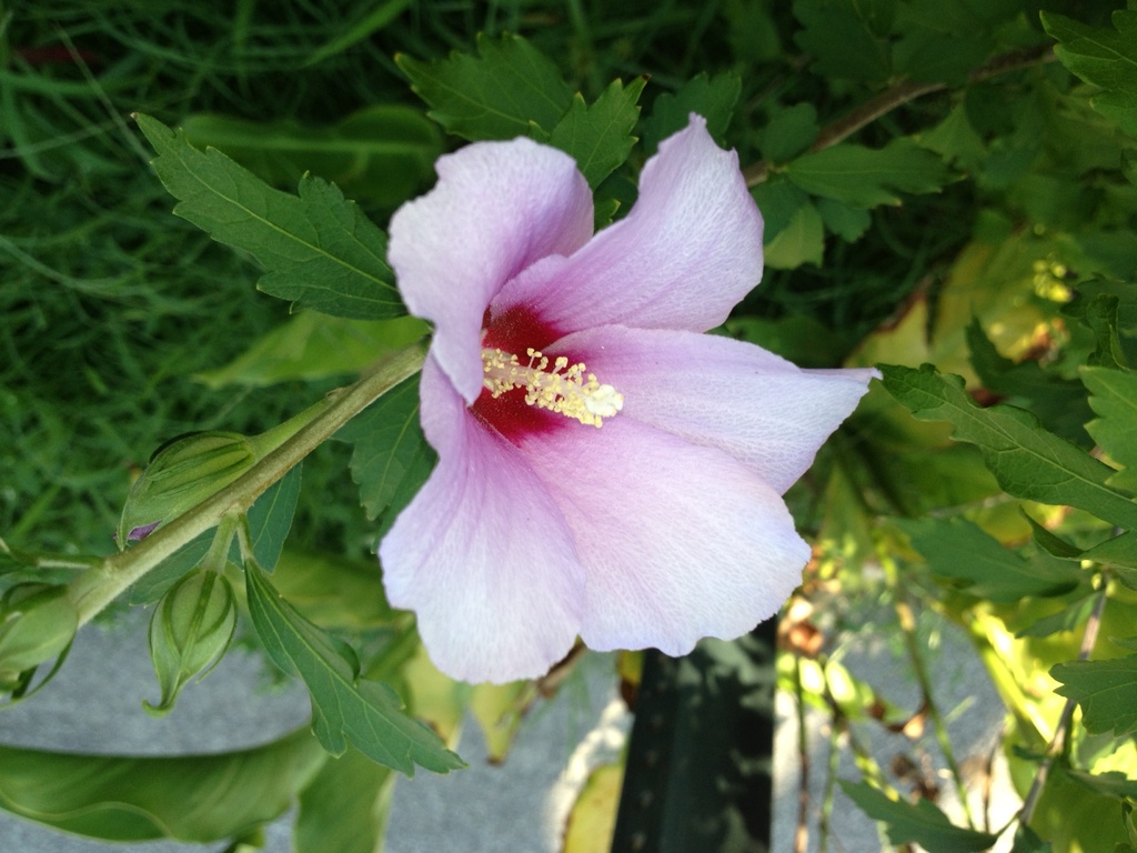 A classic sign of summer in Charleston, SC by congaree