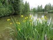 10th Jun 2013 - Sompio pond IMG_3056