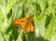 11th Jul 2013 - Skipper butterfly