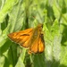 Skipper butterfly by oldjosh