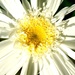 Pretty Daisy Fibonacci by filsie65