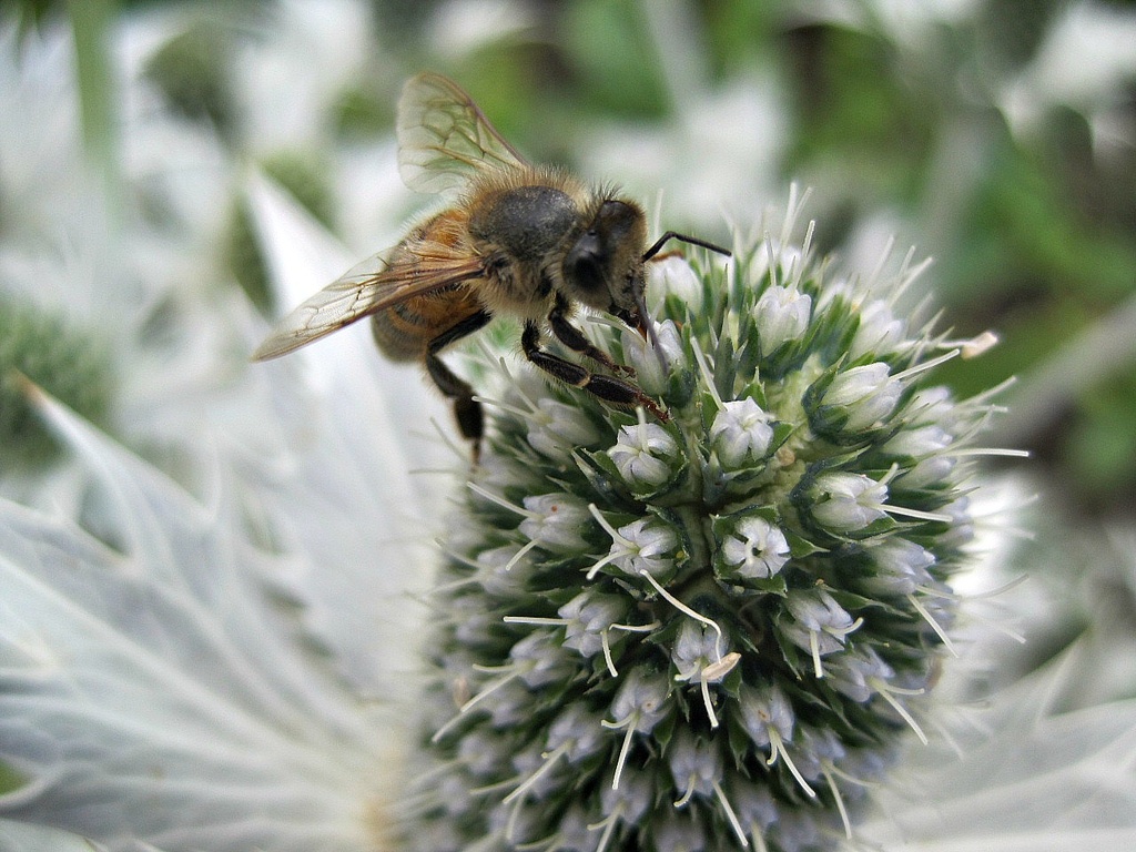 bee on a thistle by quietpurplehaze