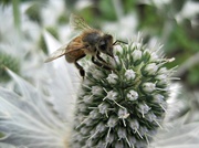 18th Jul 2013 - bee on a thistle
