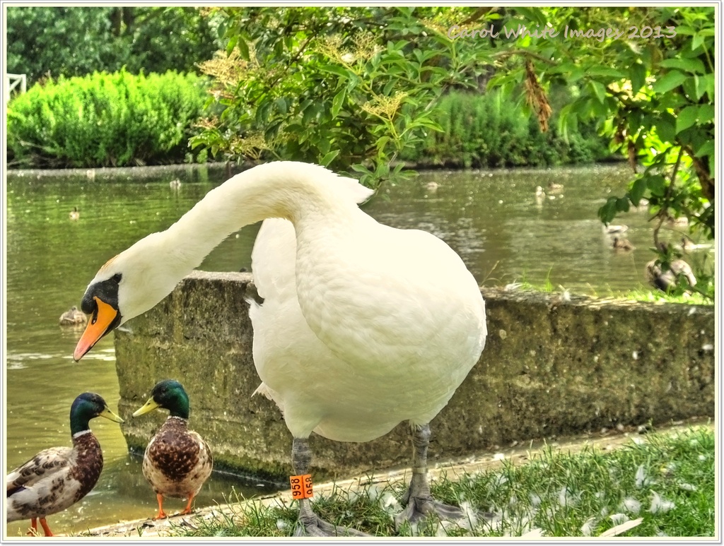 "Sshh!!That Nosey Swan's Listening Again!!" by carolmw