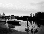 17th Jul 2013 - Pelicans at dusk