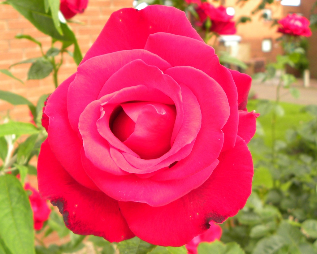 Red Rose by oldjosh