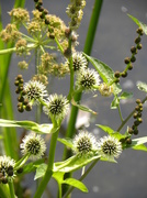 12th Jul 2013 - Branched Bur-reed