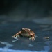 Froggy by wenbow