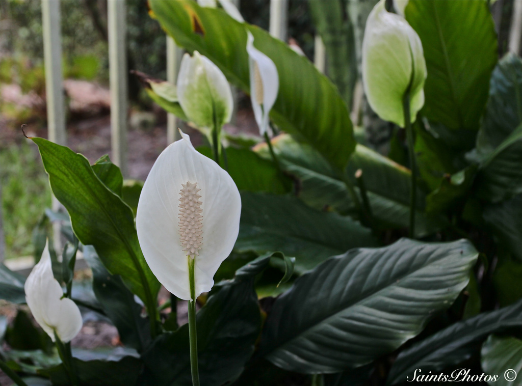 Peace Lilly by stcyr1up