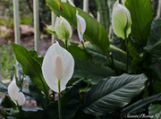 18th Jul 2013 - Peace Lilly