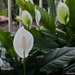 Peace Lilly by stcyr1up