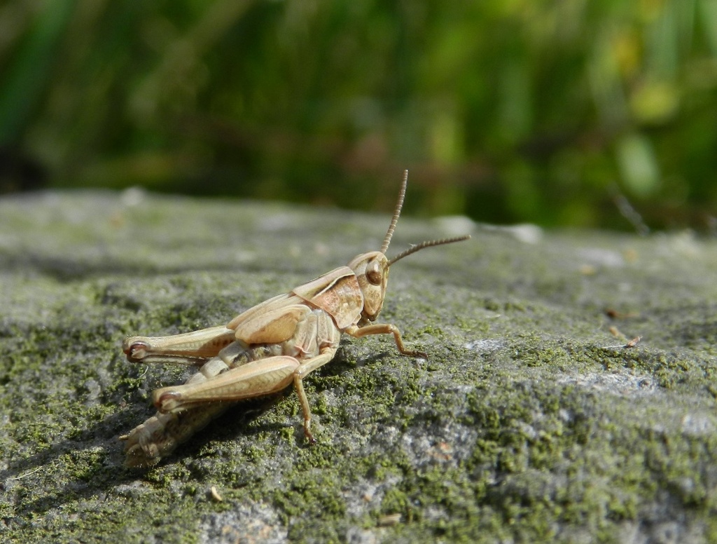 common field grasshopper by roachling