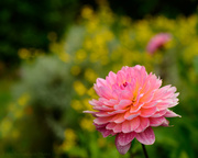 18th Jul 2013 - Bokeh Dahlia