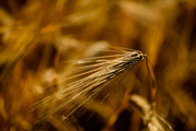 18th Jul 2013 - Back Lit Winter Wheat 
