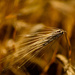 Back Lit Winter Wheat  by jgpittenger