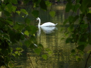 18th Jul 2013 - Swan lake....